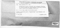 Image of Inonotus leporinus